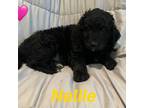 Goldendoodle Puppy for sale in Harding, PA, USA