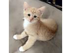 Adopt Skittles **FOSTER NEEDED** a Domestic Short Hair