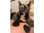 Adopt Freya a American Shorthair