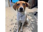 Adopt Sienna a Jack Russell Terrier, Beagle