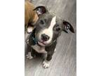 Adopt Boo a Pit Bull Terrier