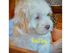 Australian Labradoodle Puppy for sale in Humble, TX, USA
