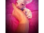 Chihuahua Puppy for sale in Cabot, AR, USA
