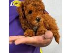 Poodle (Toy) Puppy for sale in Los Angeles, CA, USA