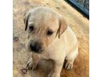Labrador Retriever Puppy for sale in Magalia, CA, USA