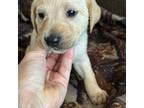 Labrador Retriever Puppy for sale in Magalia, CA, USA