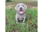 Labrador Retriever Puppy for sale in Sadler, TX, USA