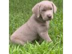 Labrador Retriever Puppy for sale in Sadler, TX, USA