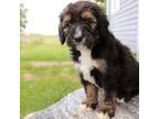 Mutt Puppy for sale in Napoleon, OH, USA