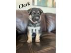 Adopt Clark a German Shepherd Dog