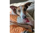 Adopt Reine a Jack Russell Terrier