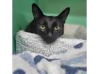 Adopt MANGO - FFPR a Domestic Short Hair