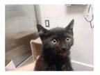 Adopt KOALA - FFPR a Domestic Short Hair