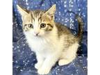 Adopt Rigel a Domestic Short Hair