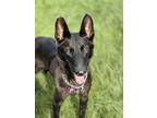 Adopt Sweet Pepper - Located in Tennessee a Dutch Shepherd