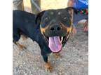 Adopt 56097213 a Rottweiler, Mixed Breed