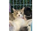 Adopt 56098463 a Domestic Short Hair