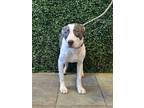 Adopt 56098949 a Pit Bull Terrier, Mixed Breed