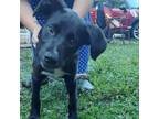 Adopt Booger a Labrador Retriever, Mixed Breed