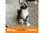 Adopt Faith a Domestic Short Hair