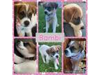 Adopt Bambi a Great Pyrenees