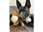 Adopt Shakyr a Mixed Breed