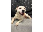 Adopt Goldie a Boxer, Pit Bull Terrier