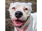 Adopt Dutchess Chip a Mixed Breed