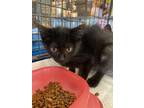 Adopt Indira a Domestic Medium Hair