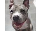 Adopt Ivy a Pit Bull Terrier