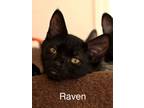 Adopt Raven a Domestic Short Hair