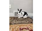 Adopt Usagi a Bunny Rabbit