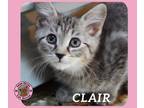 Adopt Clair a Domestic Short Hair