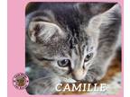 Adopt Camille a Domestic Short Hair