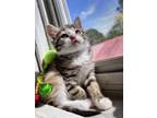 Adopt Karen a Tabby