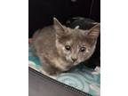 Adopt Amber Apricot a Domestic Short Hair