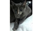 Adopt Christina Cracker a Domestic Short Hair