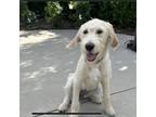 Adopt Chloe a Yellow Labrador Retriever, Standard Poodle