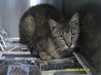 Adopt 2762 a Domestic Medium Hair