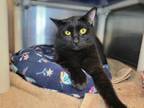 Adopt Toadsworth a Domestic Short Hair