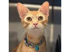 Adopt Bennie a Domestic Short Hair