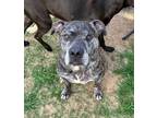 Adopt Walter a Pit Bull Terrier