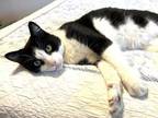 Adopt Beetle a Domestic Short Hair