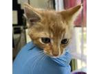 Adopt Salsy Boy a Domestic Short Hair