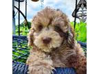 Havanese Puppy for sale in Marshfield, MO, USA