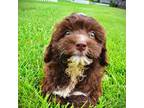 Havanese Puppy for sale in Marshfield, MO, USA