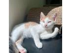 Adopt Mr. Kitterz a Domestic Short Hair