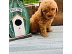Poodle (Toy) Puppy for sale in Williamson, WV, USA
