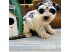 Schnauzer (Miniature) Puppy for sale in Williamson, WV, USA