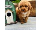 Poodle (Toy) Puppy for sale in Williamson, WV, USA